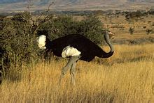 Somali ostrich Wikipedia