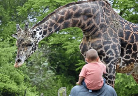 Some animals are people watching as Pittsburgh Zoo reopens ...