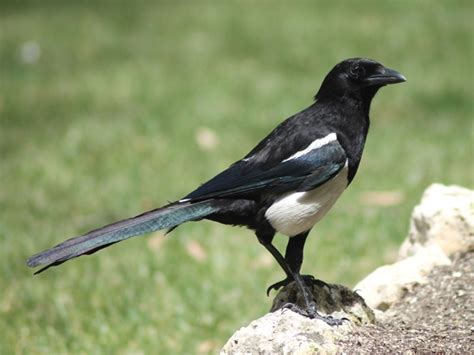 Some songbird nests are especially vulnerable to magpie ...