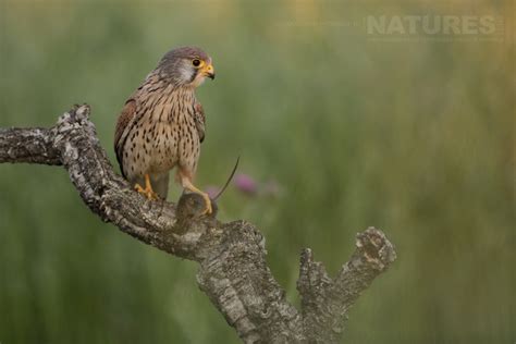 Some thoughts on the Birds of the Spanish Plains | NaturesLens