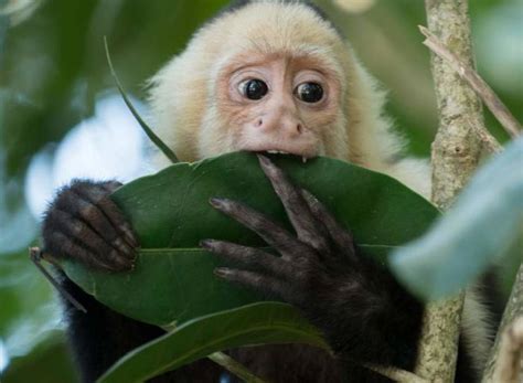 ¿Son legales los monos capuchinos como mascotas?   Ay Ojón