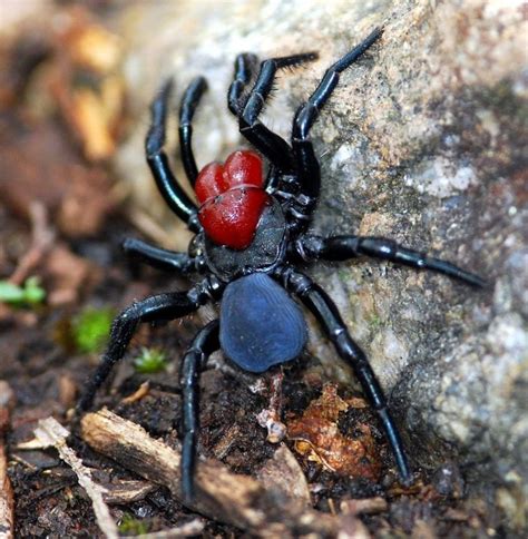 ¿Son peligrosas las arañas? Conoce las arañas más venenosas