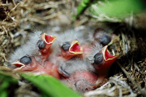 Soñar con Pájaros Bebés |【 SIGNIFICADO COMPLETO 】