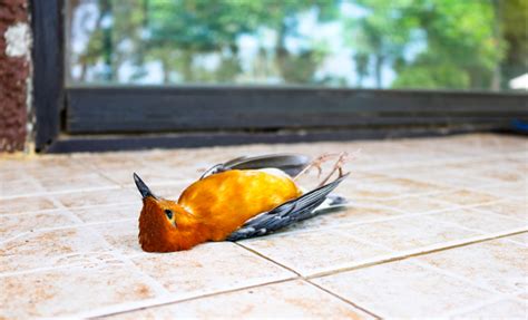 Soñar con pájaros muertos: recupera tu libertad
