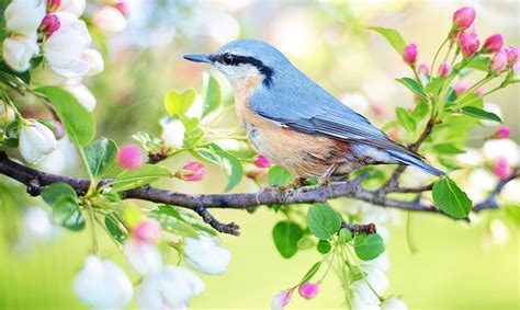 Soñar con pájaros | Significado e interpretaciones más comunes