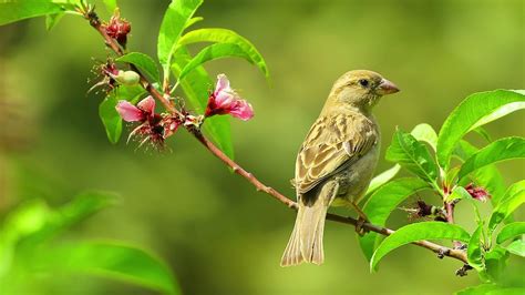 Sonido de pájaros cantando | Escuchar en la mañana | 5 minutos   YouTube