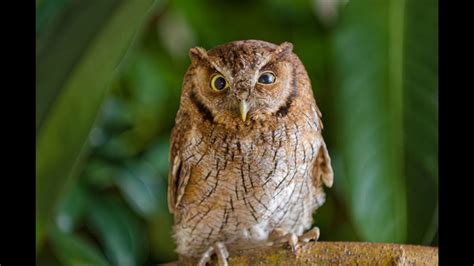Sonido del búho real   Sound of the owl   Megascops choliba   YouTube