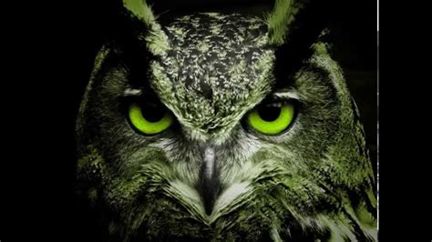 Sonido del búho real   Sound of the owl     YouTube