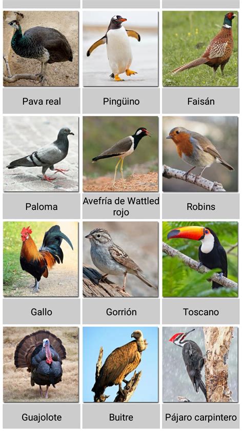 Sonidos de 100 animales y pájaros for Android   APK Download