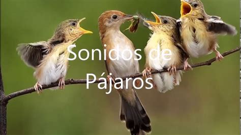 Sonidos de animales   Sonido de Pájaros   YouTube