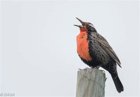 Sonidos de Aves de Chile: Loica   Conserva: Fauna de Chile