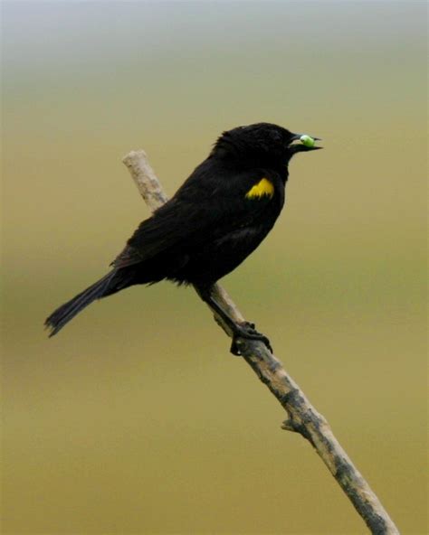 Sonidos de Aves de Chile: Trile   Conserva: Fauna de Chile