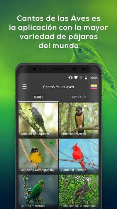 Sonidos de pájaros   Argentina   Colombia   Perú for ...