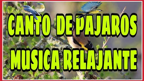 SONIDOS de PAJAROS CANTANDO  RELAJANTES  para MEDITAR, ESTUDIAR Bird ...