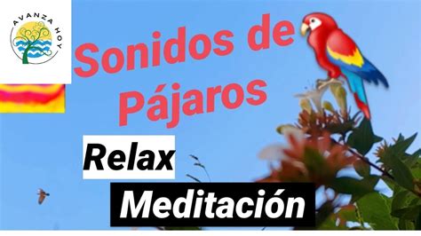 Sonidos de Pájaros Cantando  Relajantes, para Meditar, Estudiar ...