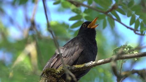 Sonidos relajantes de pájaros cantando, la naturaleza y el bosque   YouTube