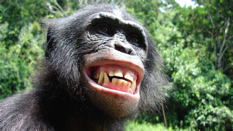 Sonrisa de un mono 1920x1080 HD | FondosWiki.com