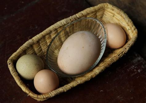 Sorpresa: una gallina puso un huevo de tamaño récord