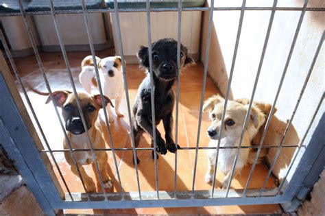 SOS de los refugios de animales: sin adopciones están al ...