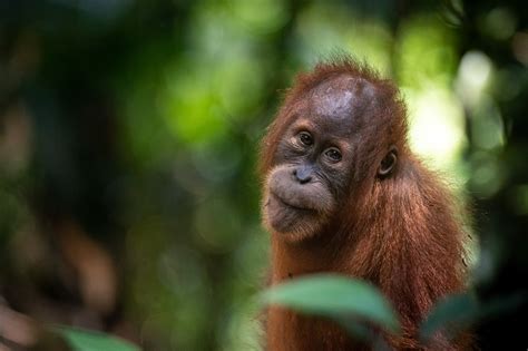 SOS – Sumatran Orangutan Society