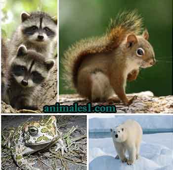 【Ø】Lista de Animales del Bosque Características ...