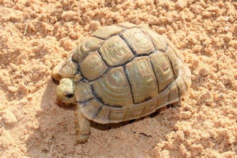 Żółw egipski – Wikipedia, wolna encyklopedia | Tortoise care, Sulcata ...