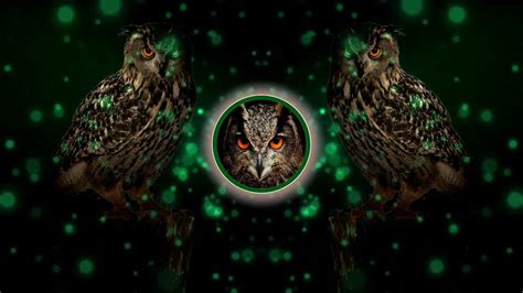 Sounds of Nature   Elements   Owl / Sonidos de la Naturaleza ...
