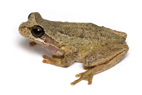 Southern brown tree frog   Wikipedia