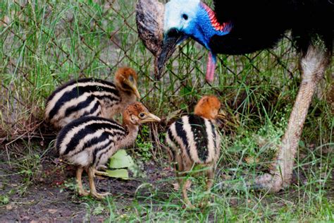 Southern Cassowaries Hatch at Lodz Zoo   ZooBorns