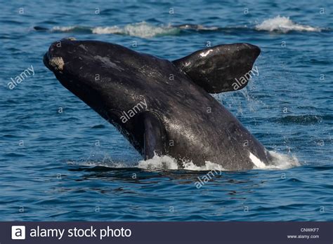 southern right whale  Eubalaena australis, Balaena ...