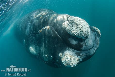 Southern Right Whale Photos, Southern Right Whale Images ...