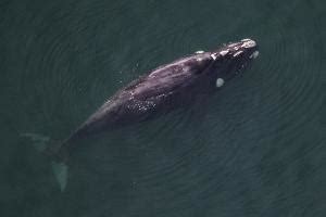 Southern Right Whale   Threatened Species Link