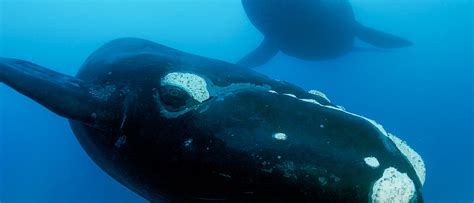 Southern right whale   WWF Australia   WWF Australia