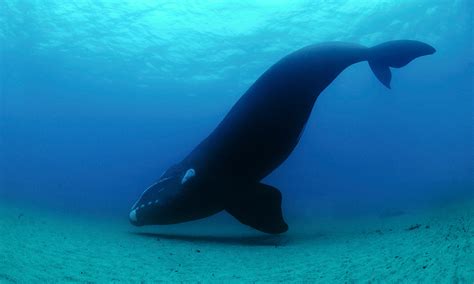 Southern right whale   WWF Australia   WWF Australia