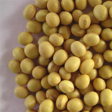Soya Beans  Soybean    Nutrition Facts, Health Benefits ...
