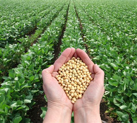 Soybean A wonder crop   THE TIMES OF AFRICA