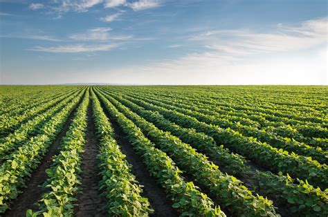 Soybean Field | NOVA Calidad en tus cultivos