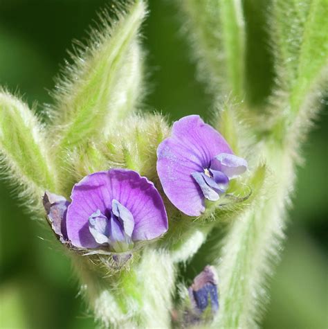 Soybean Flowers, Glycine Max Photograph by Nnehring
