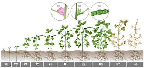 Soybean Growth Stages