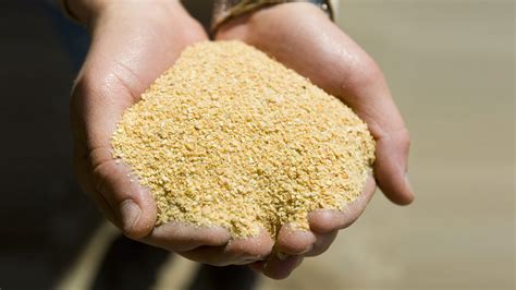 Soybean meal  44 48% CP  as a pig feed ingredient   Articles   pig333 ...