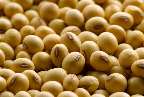 Soybean Oil Futures | StoneX Financial Inc, Daniels Trading Division