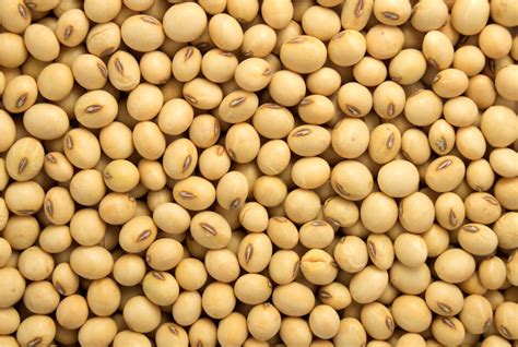 Soybean | Soya Bean Seeds