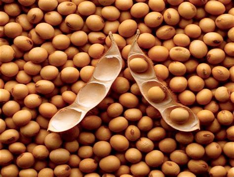 Soybeans and Meaningless Marriage   Voice in the Wilderness