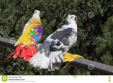 Spain. Catalonia. Barcelona. Beautiful Colored Pigeons In ...