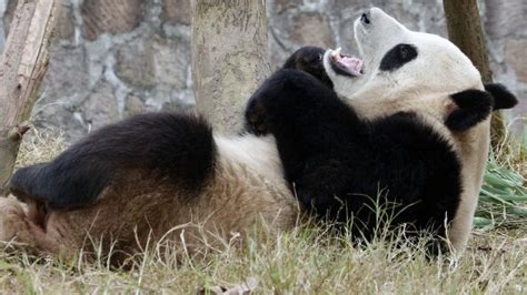 ‘Panda Republic’: Inside the Fight to Save Wild Pandas ...