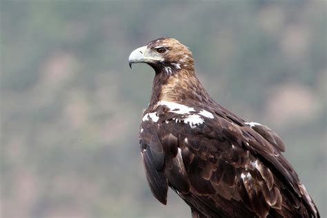 Spanish Imperial Eagle Adult Female In A Mediterranean ...