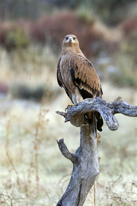 Spanish Imperial Eagle. Aquila adalberti | Imperial eagle ...