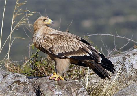 Spanish Imperial Eagle | Exotic Birds of Paradise | Pinterest
