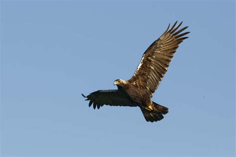 Spanish Imperial Eagle Foto & Bild | tiere, wildlife, wild ...
