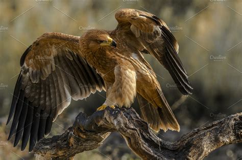 Spanish imperial eagle | High Quality Animal Stock Photos ...